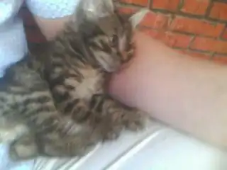 Совсем маленький котенок ищет хозяев