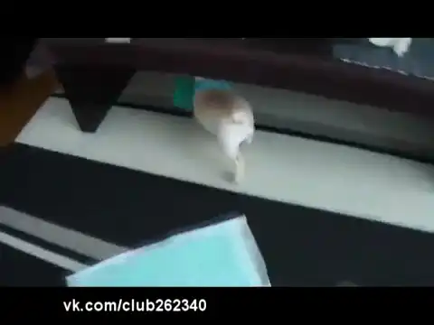 Такой милашка :)