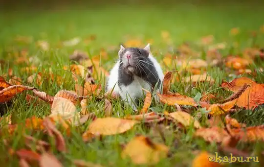 Самая милая крыска