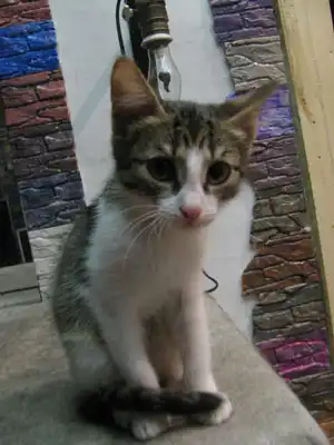 Девчулечка в заботливые руки!