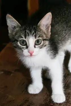 Девчулечка в заботливые руки!