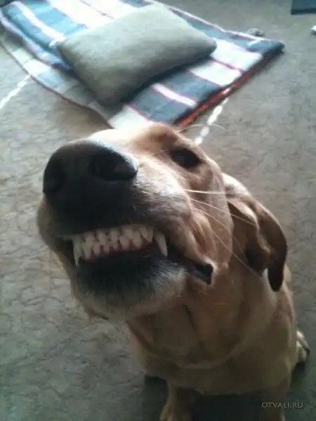 ЗАБАВНЫЕ ЖИВОТНЫЕ