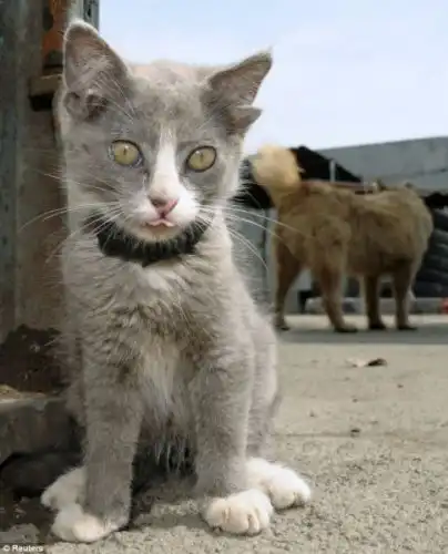 Котенок с необычными ушами