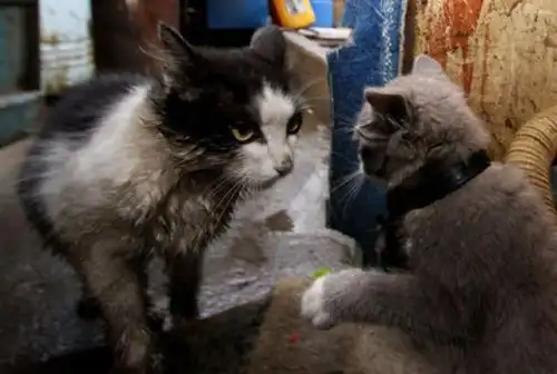 Котенок с необычными ушами