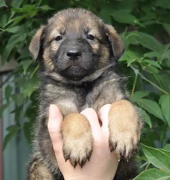 Очаровательные щенки ищут самых лучших хозяев!