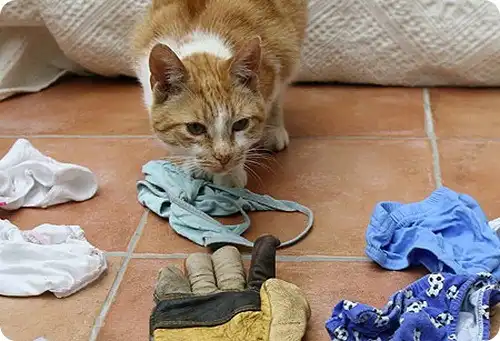 Коты-клептоманы