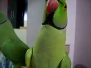 Попугай отжог:D