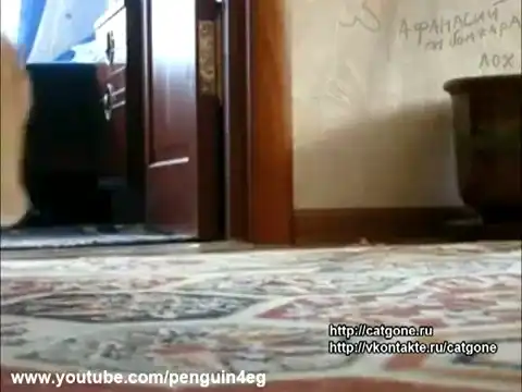 Кот ушел красиво 5