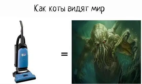 Все котята его боятся!