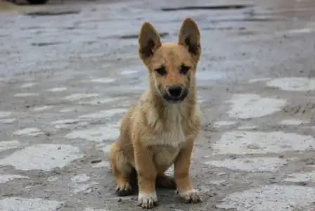 Щенки на охрану и для души в самые добрые руки!