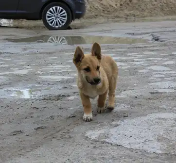 Щенки на охрану и для души в самые добрые руки!