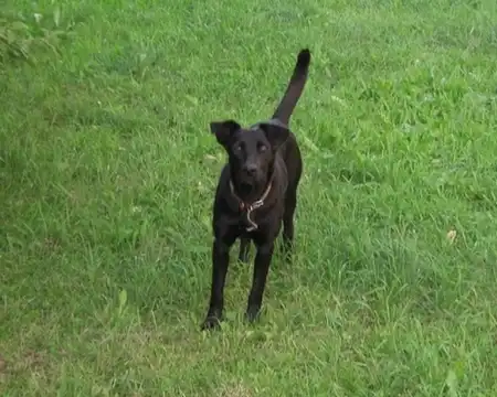 Собака ищет старых/новых хозяев, передержку