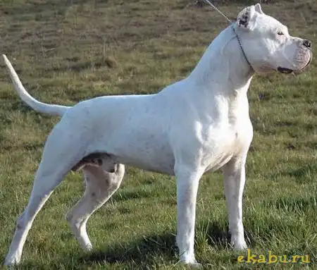 Запрещенные псы