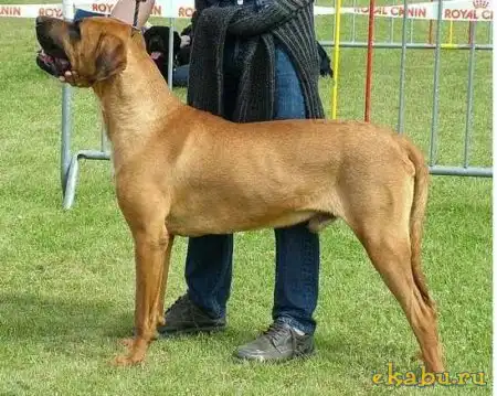 Запрещенные псы