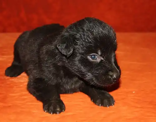 Щенки -компаньоны