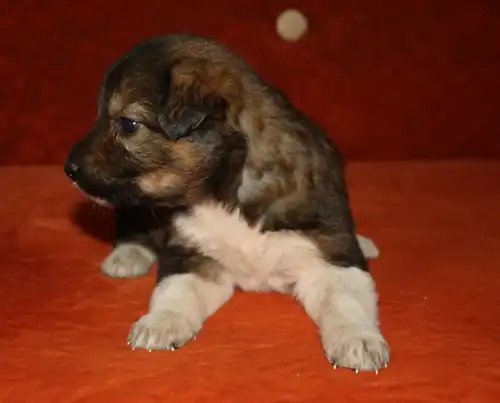 Щенки -компаньоны