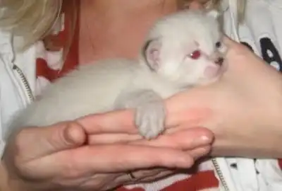 6 котят в поисках семьи!