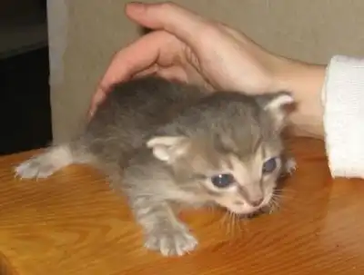 6 котят в поисках семьи!