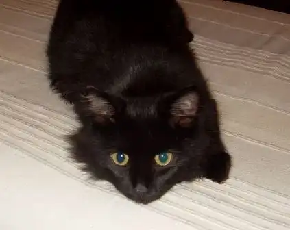 Красивый кот в шикарной шубке в самые добрые руки!!!