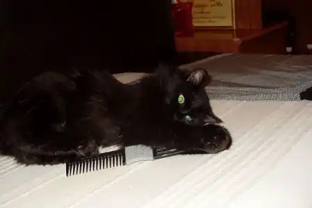 Красивый кот в шикарной шубке в самые добрые руки!!!