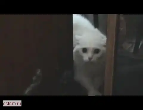 Чрезмерно ревнивая кошка