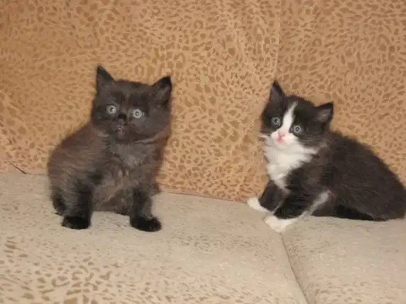 отдам котят