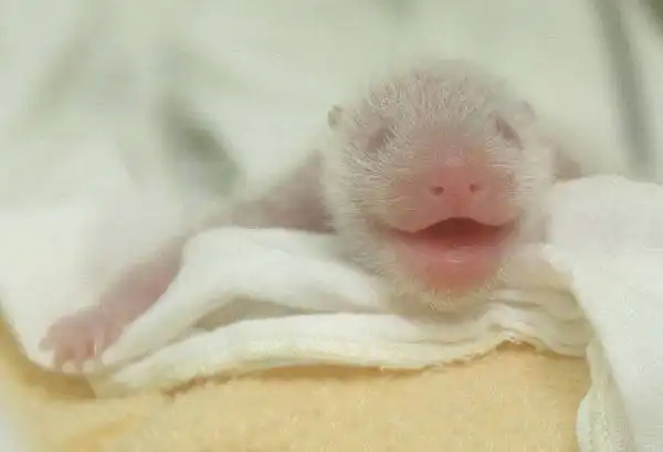 Новорождённые детёныши панды