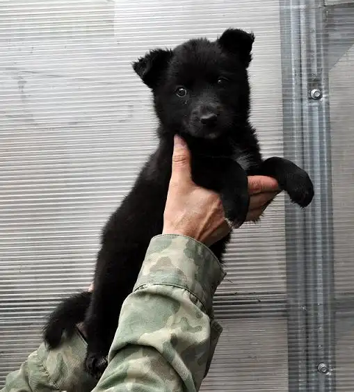 Очаровательный щенок-девочка.