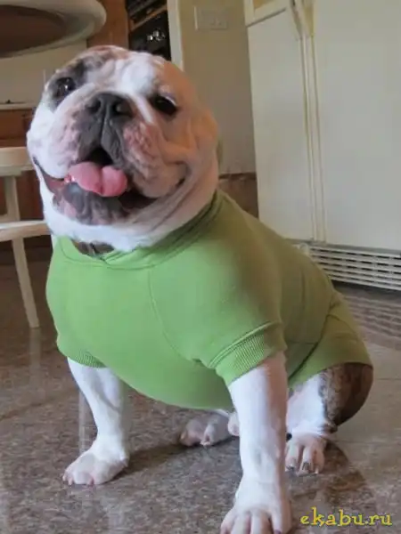 Забавные животные