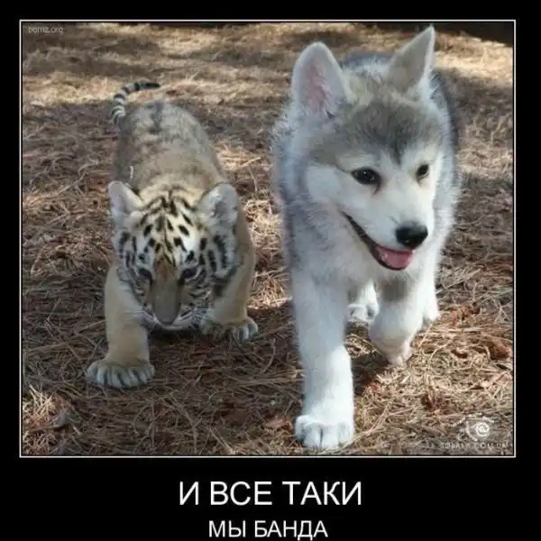 Всякие демы