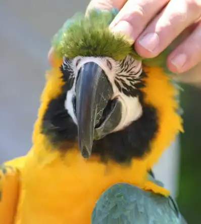 Попугайчики.