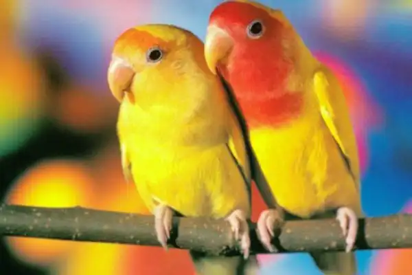 Попугайчики.