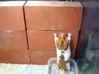 Хомяк скалолаз=)