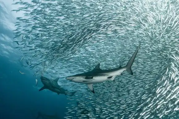 Огромные косяки рыб