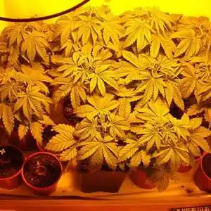 Самые нелепые налоги