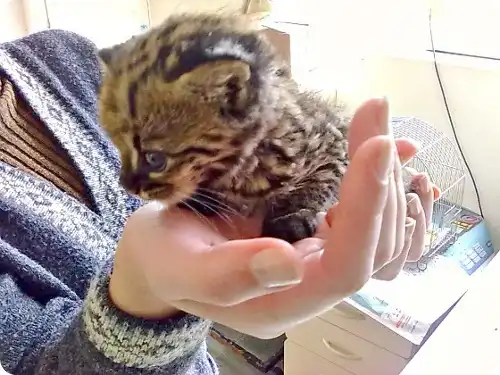 Онцилла из Бразилии