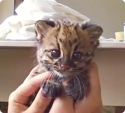 Онцилла из Бразилии