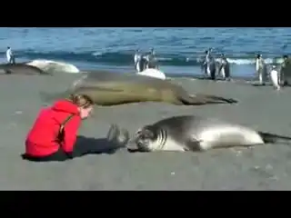 Дружелюбный морской слон