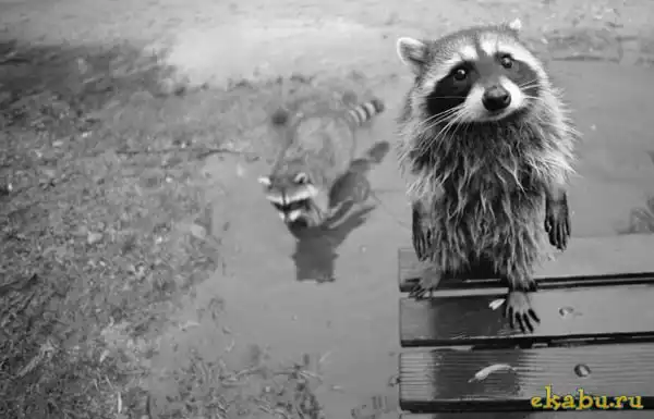 Мокрые животные