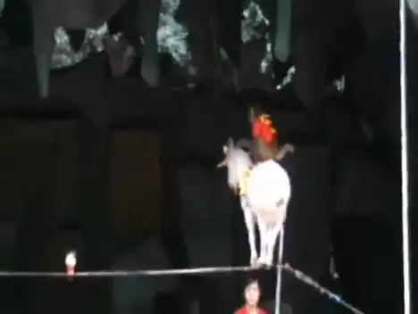 Вот она какая козья тропа!