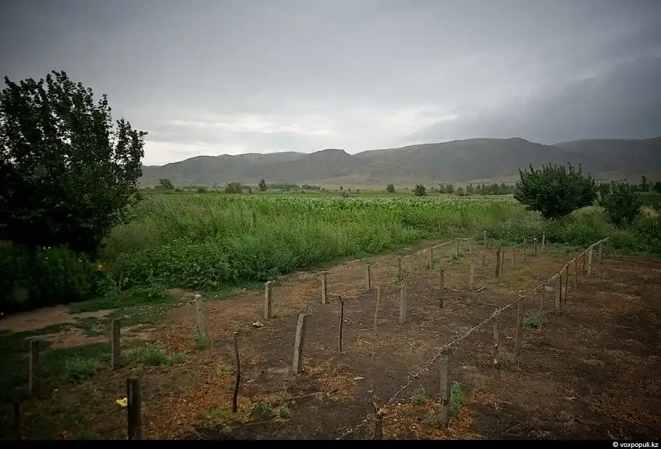 Как выращивают табак