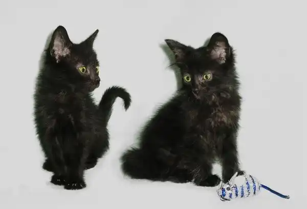 2 очаровательных бесёнка