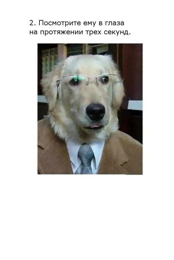 Сейчас пес-психолог Вальдемар прочтет ваши мысли