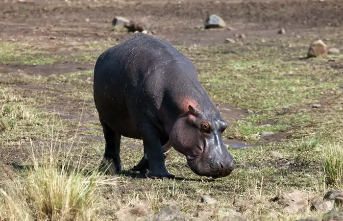 Бегемот спас антилопу