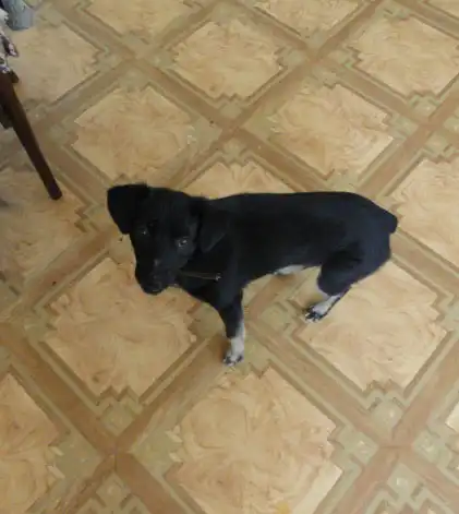 Маленький пёсик