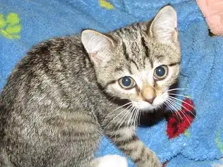 Отдам котенка в любящие руки