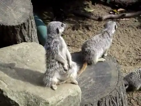 Уставший сурикат