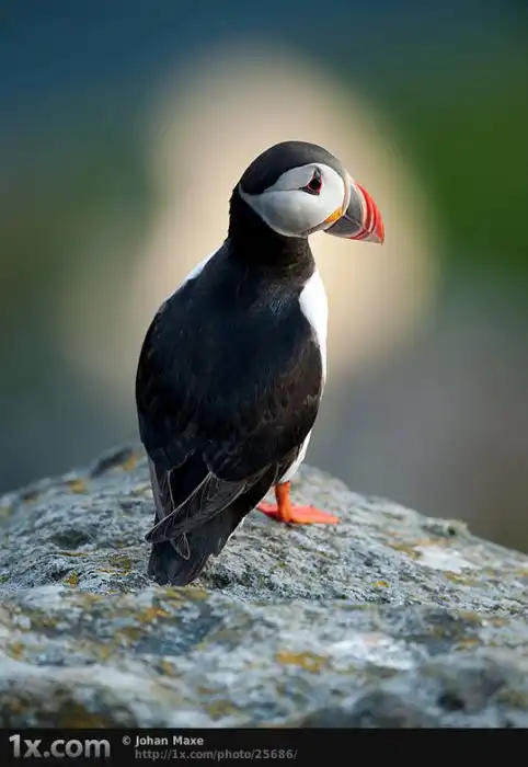 Забавная птичка. Тупик