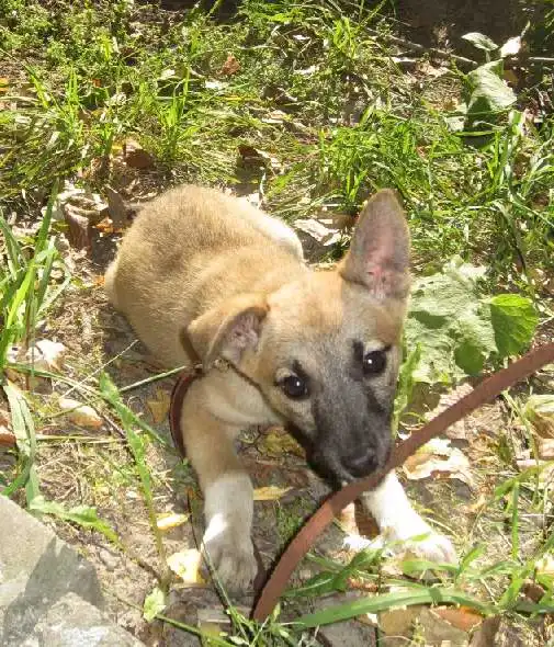 Срочно ищем дом или временное убежище щеночку!