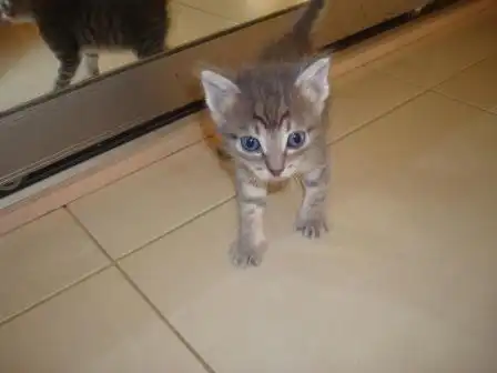 Маленькие детки ищут замечательных хозяев!